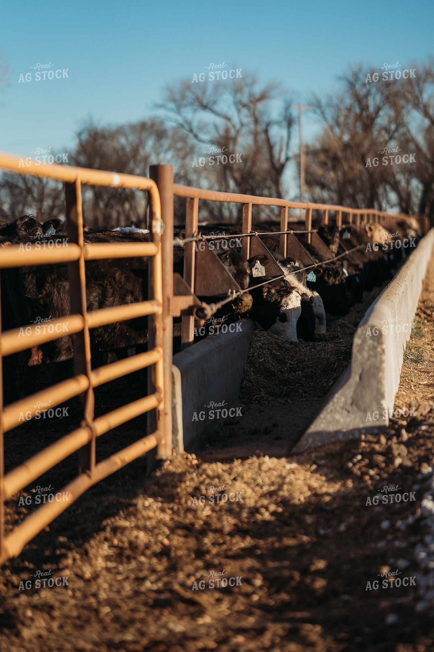 Cattle Eating from Feed Bunk 196209
