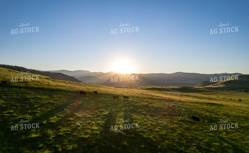 Cattle in Pasture 92000