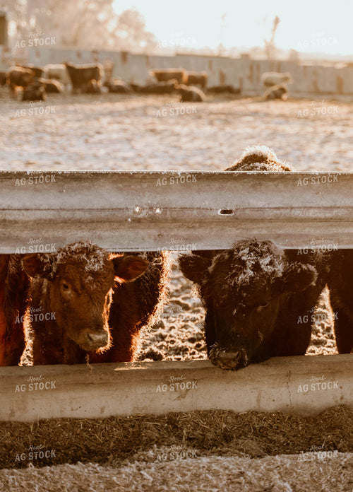 Feedlot 185104