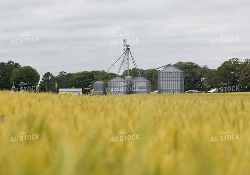 Grain Elevator Across Wheat Field 79647