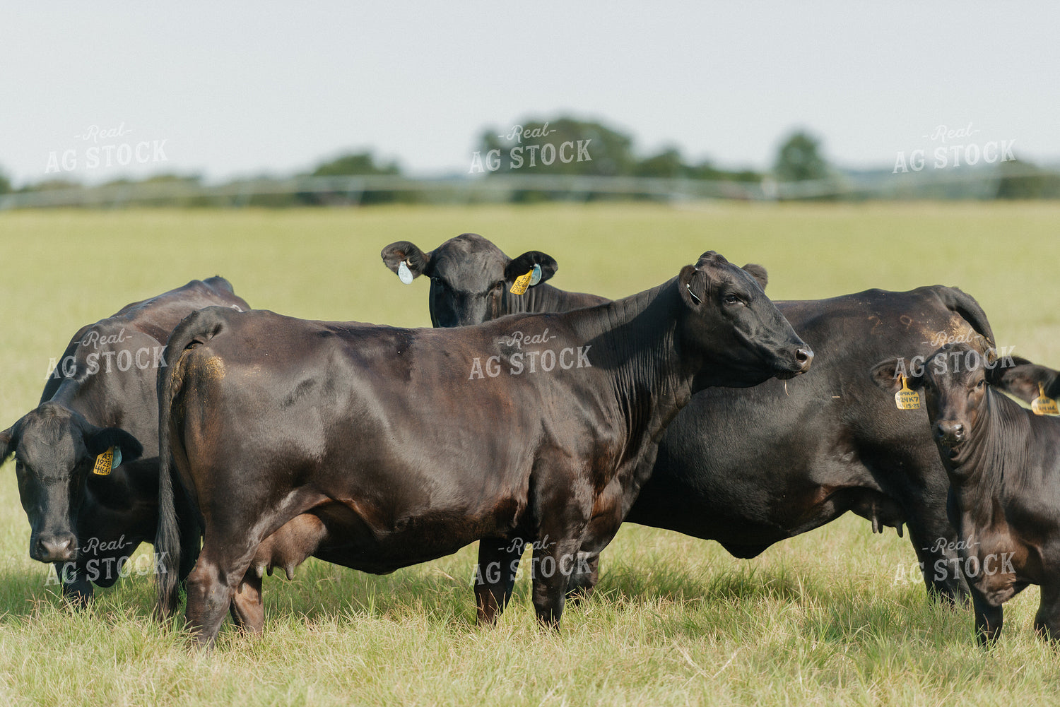 Cattle on Pasture 301036