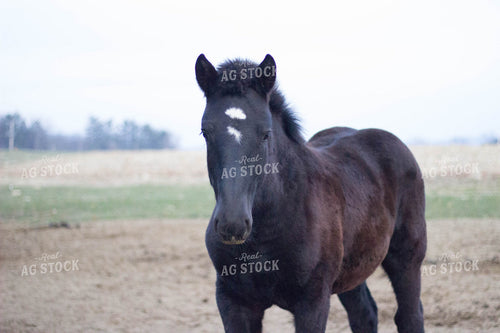 Black Horse in Pasture 73021