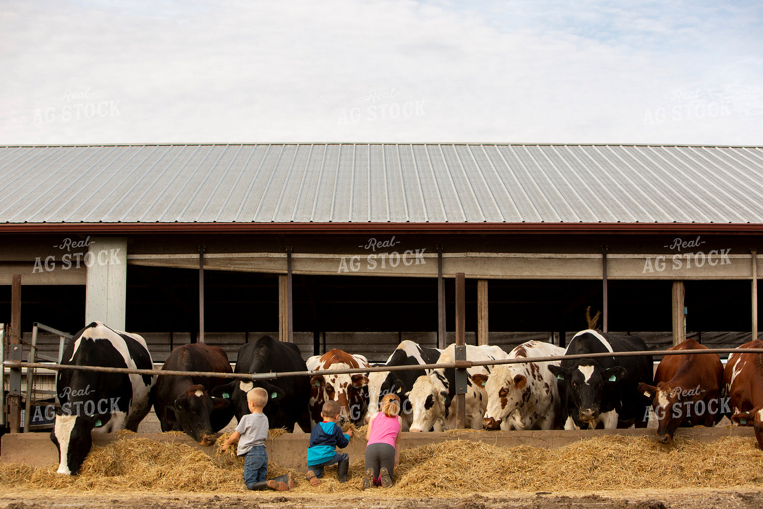 Dairy 2734