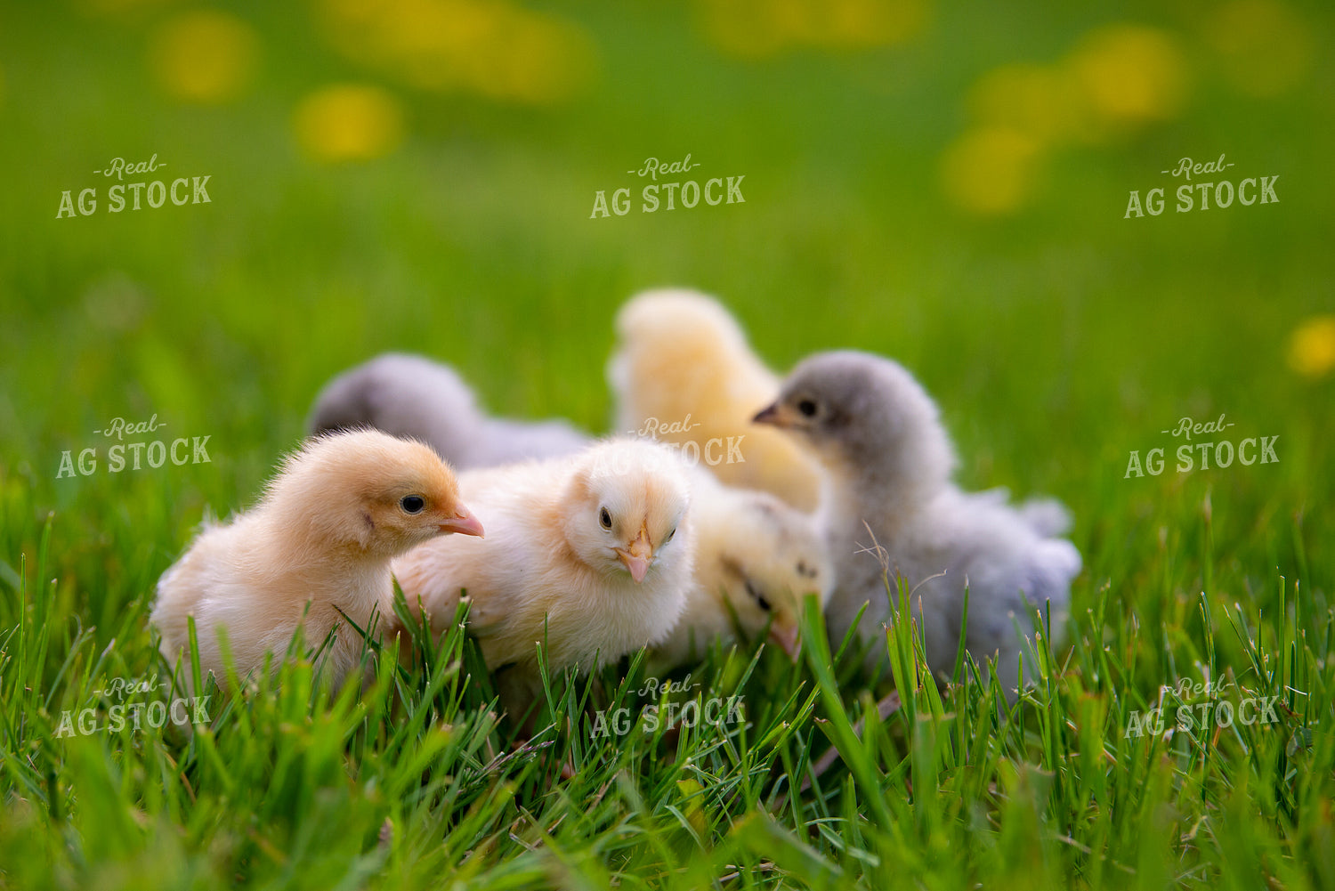 Baby Chicks 299063