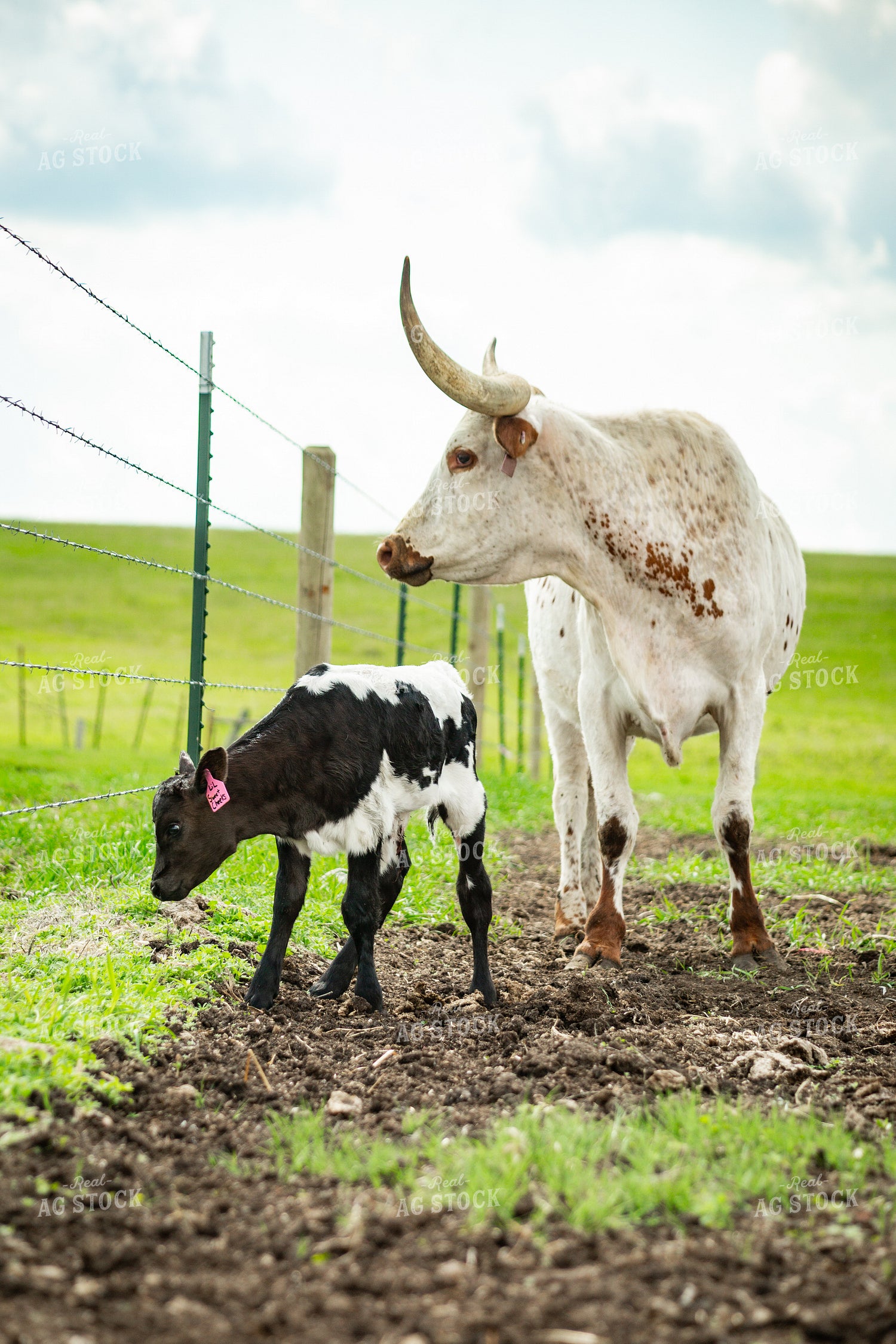 Longhorn Cow Calf Pair 155502