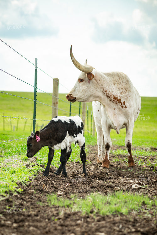 Longhorn Cow Calf Pair 155502