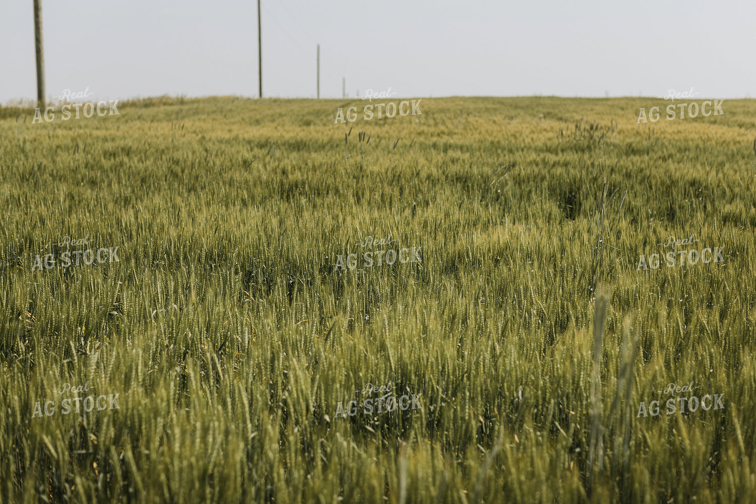 Wheat Field 7852