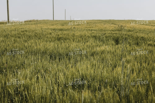 Wheat Field 7852