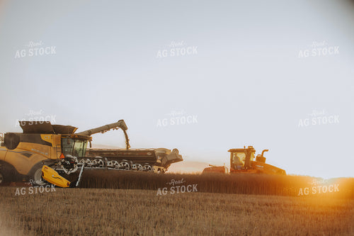 Canola Harvest 187439