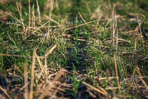 Cover Crop Field 76148