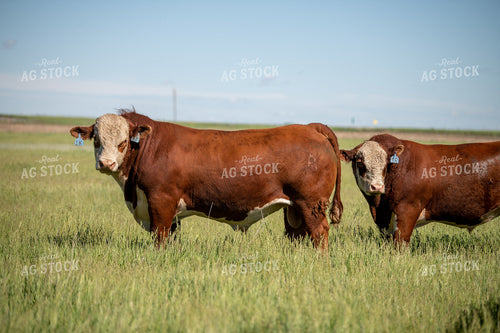 Hereford Bulls on Pasture 212041