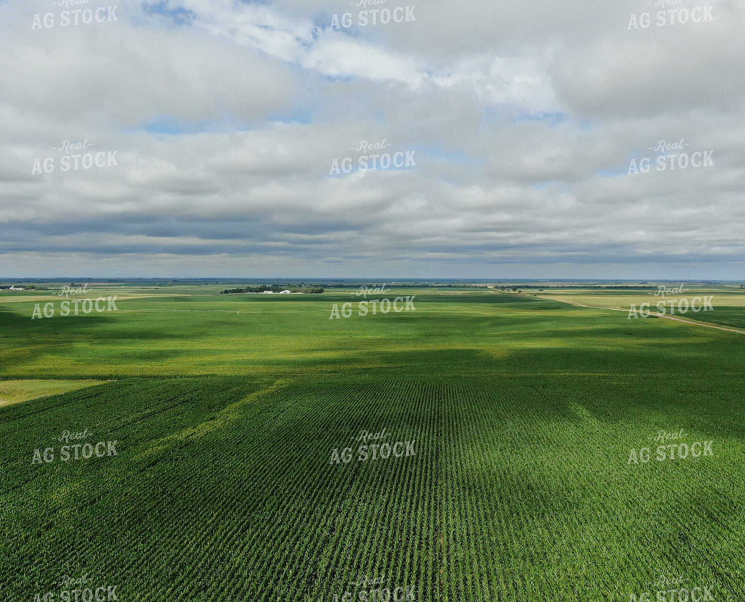 Aerial Corn Field 141021