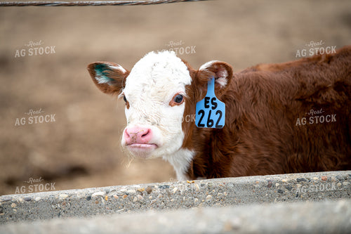 Hereford Calf 212023