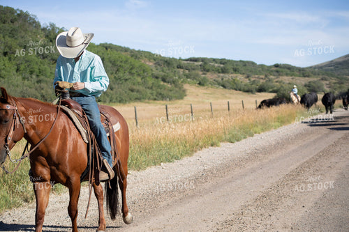 Cowboy on Cattle Drive 117387