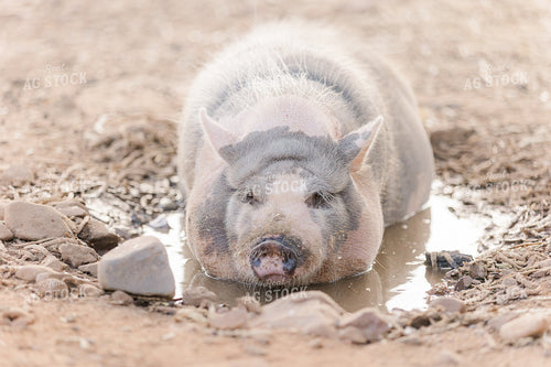 Pig 184008