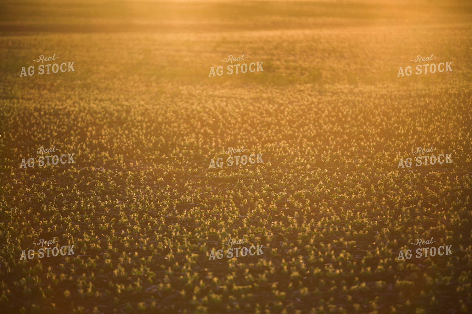 Early Growth Soybeans 7248