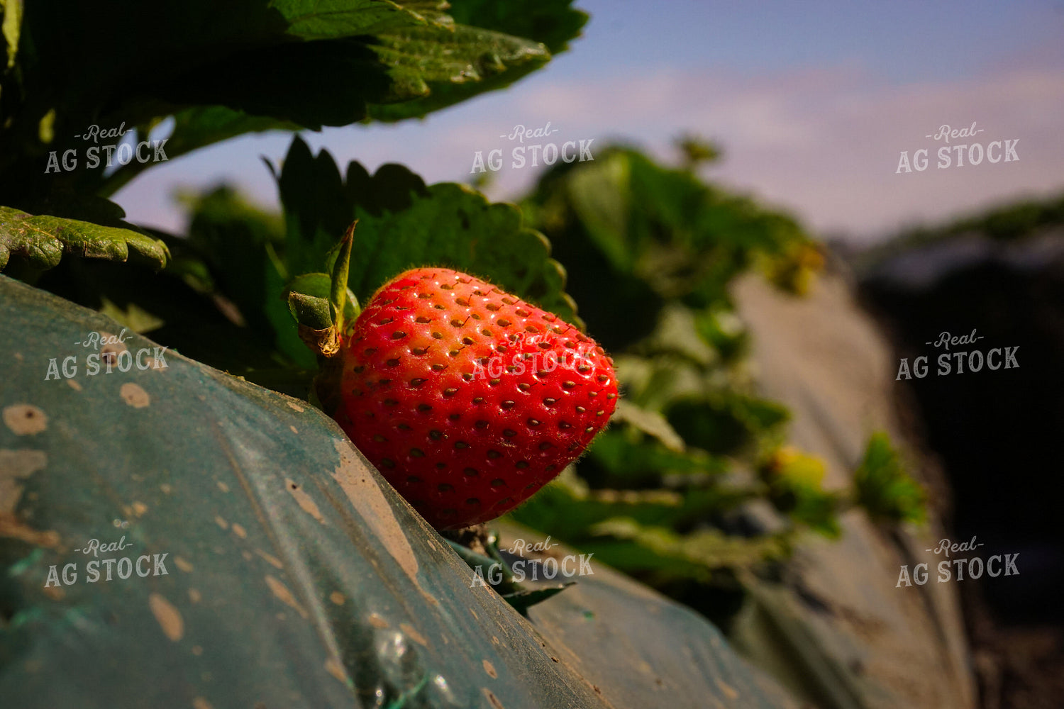 Strawberry 148017