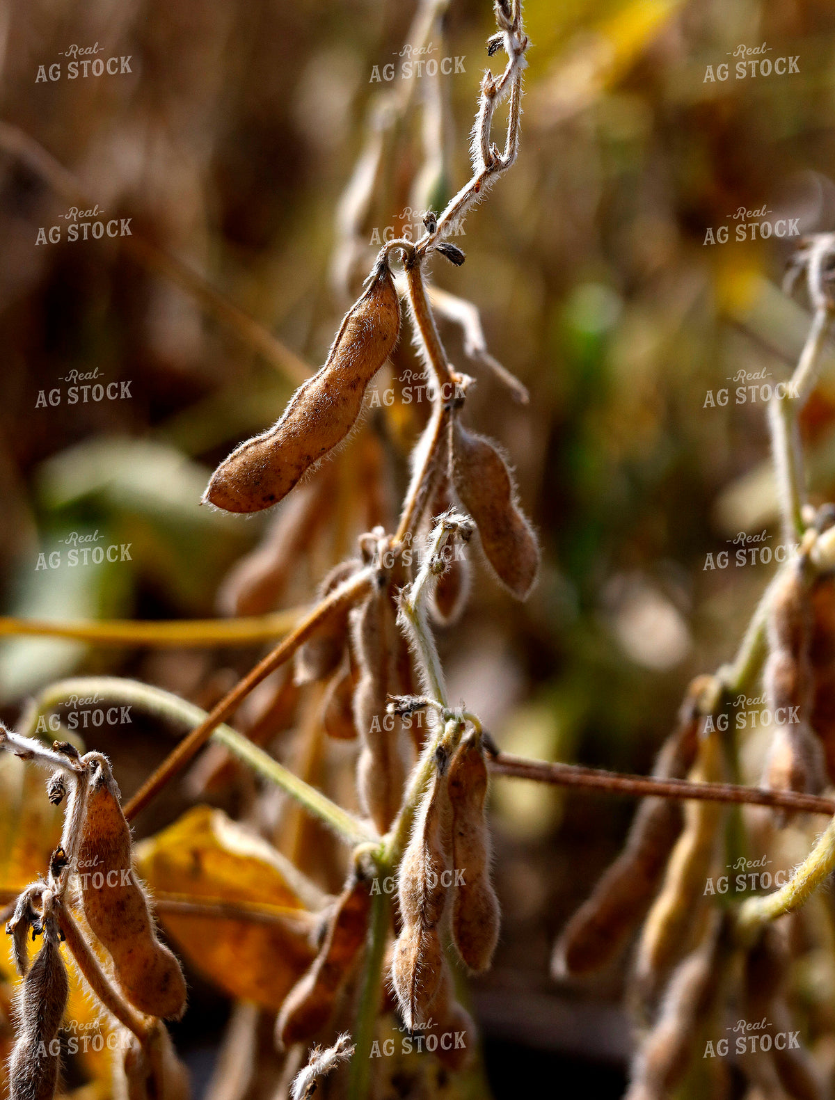 Dried Soybeans in Field 141740