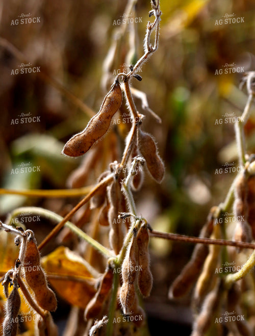 Dried Soybeans in Field 141740