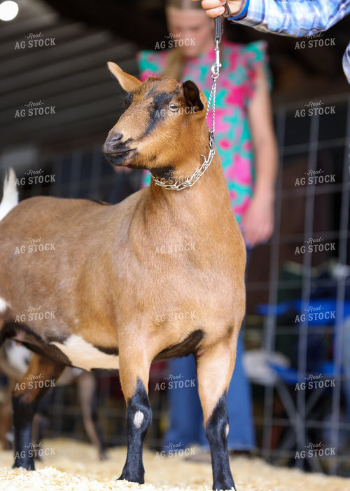 Showing Goats 160102