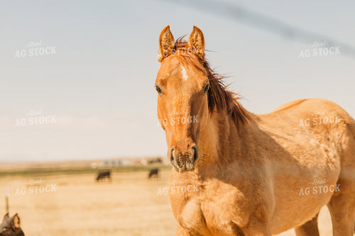 Horse in Pasture 61093