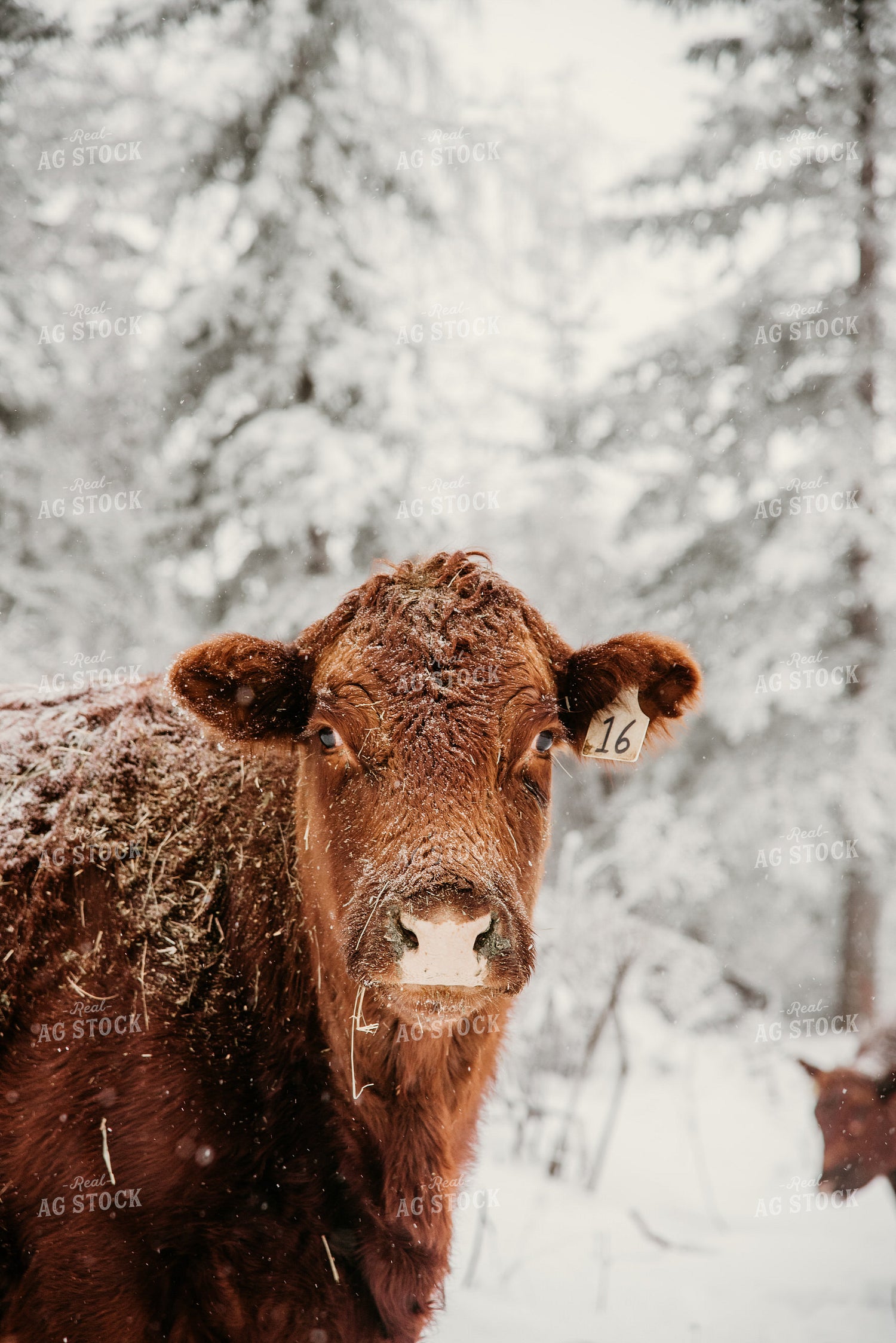 Red Angus Cow in Snowy Pasture 64320