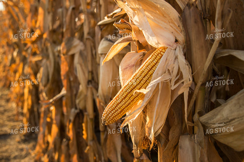 Dried Corn in Field 93037