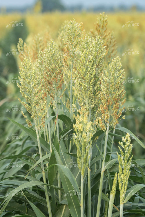 Sorghum 91055