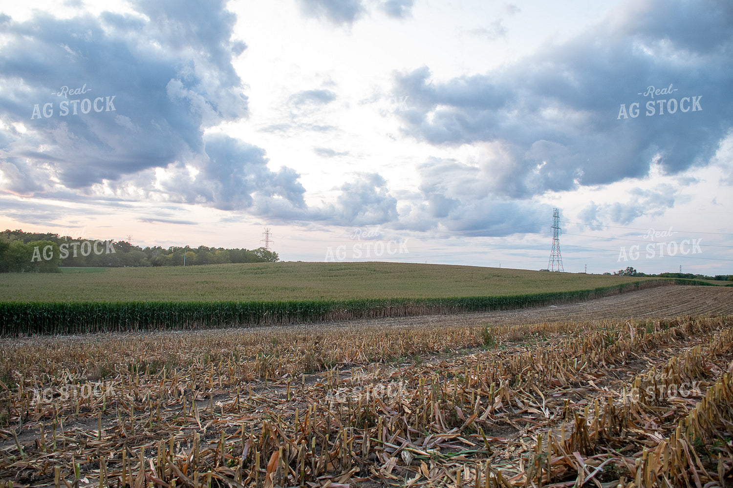 Corn Field 50252