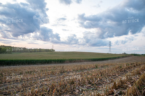 Corn Field 50252