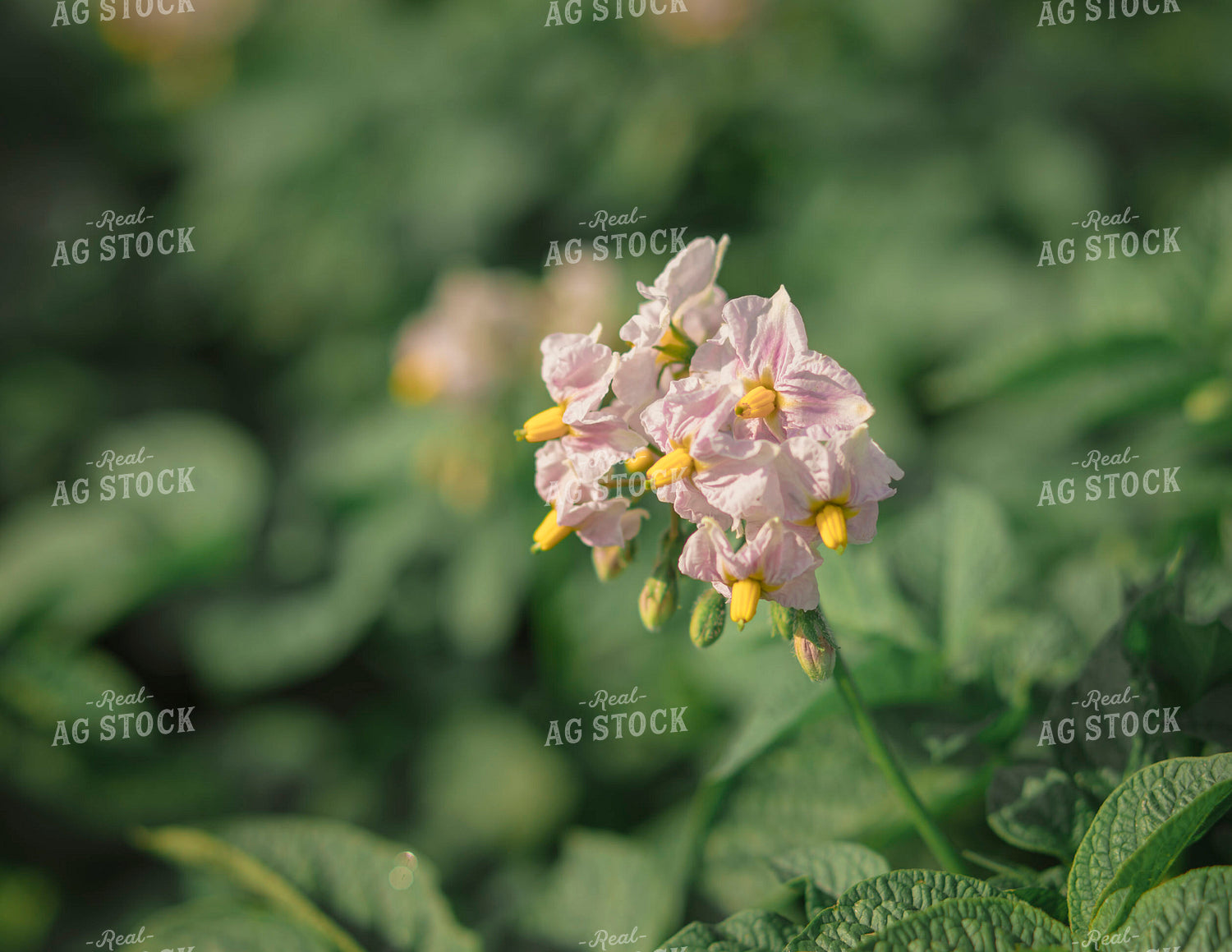 Blooming Potato Plants 135109