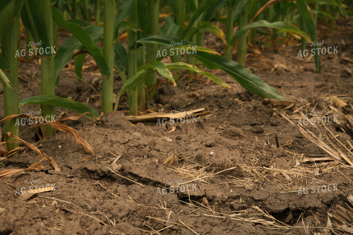 Dry Soil in Corn Field 25983