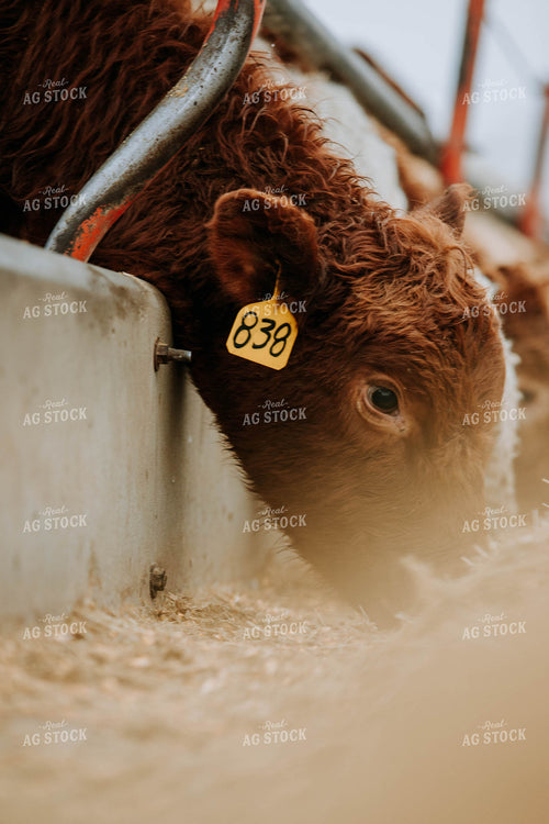 Angus Cow Eating out of Trough 77161