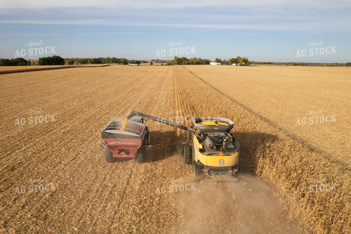 Corn Harvest 255007