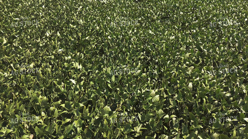 Midseason Soybean Field 239399