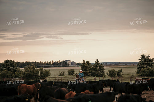 Feedyard 3102