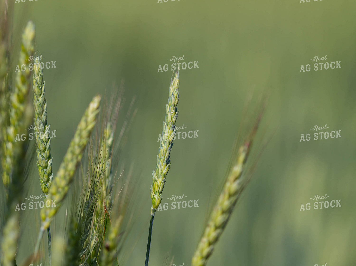 Growing Wheat 79285