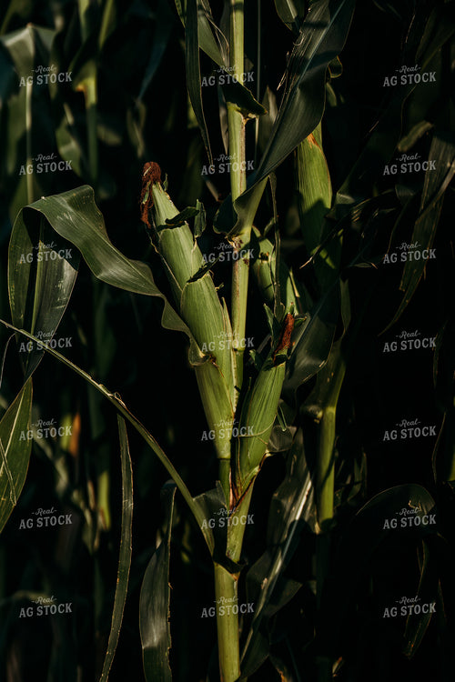 Mid-Season Corn Field 196316
