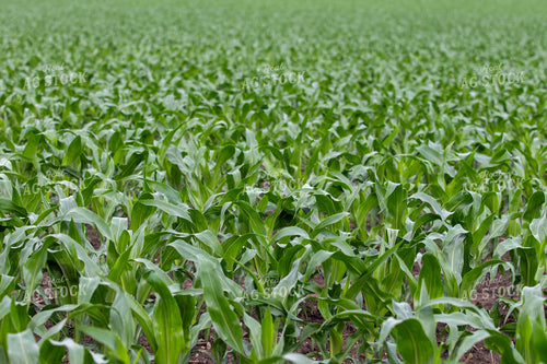 MIdseason Corn 257028