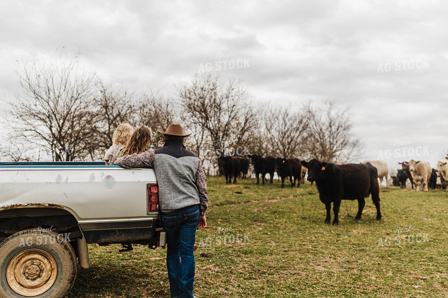 Farm Family Checking Cattle 115147