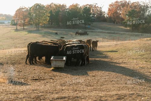 Cattle Eating in Bunk in Pasture 125225