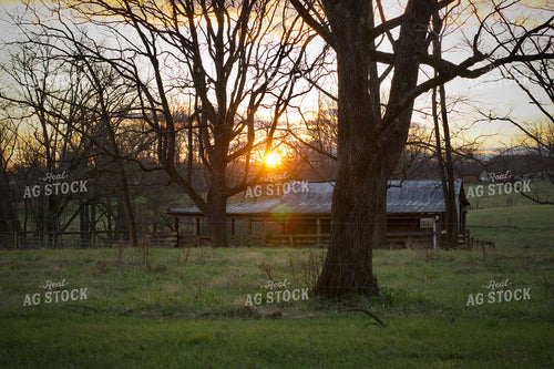 Summer Pasture 251153