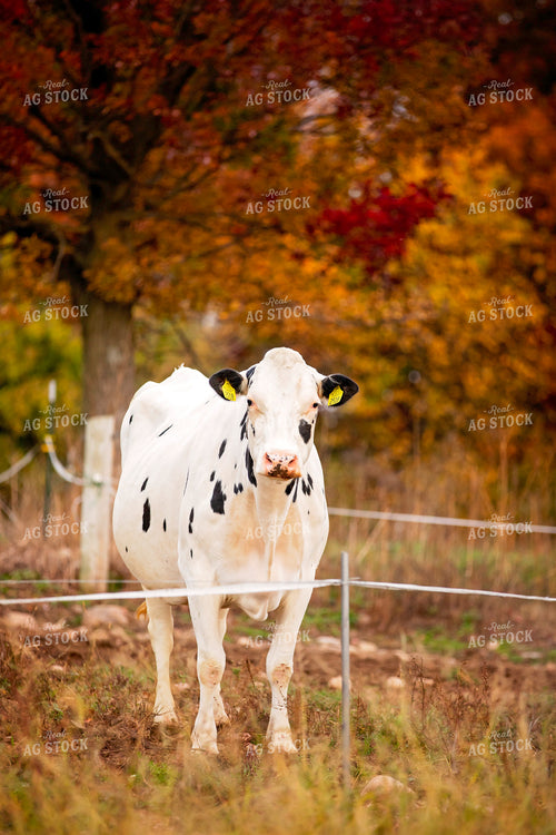 Dairy Cattle on Pasture 55203