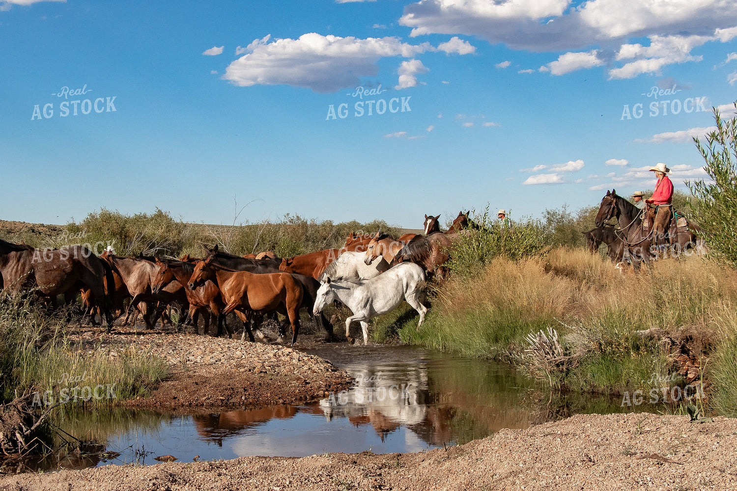 Herding Horses 188019