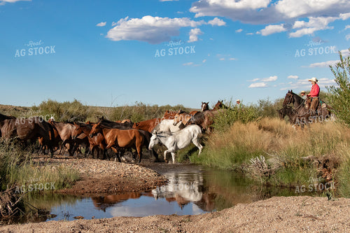 Herding Horses 188019
