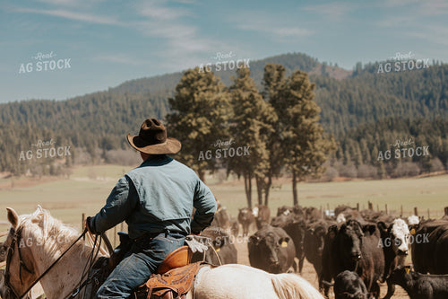 Rancher in Pasture with Cattle 66077