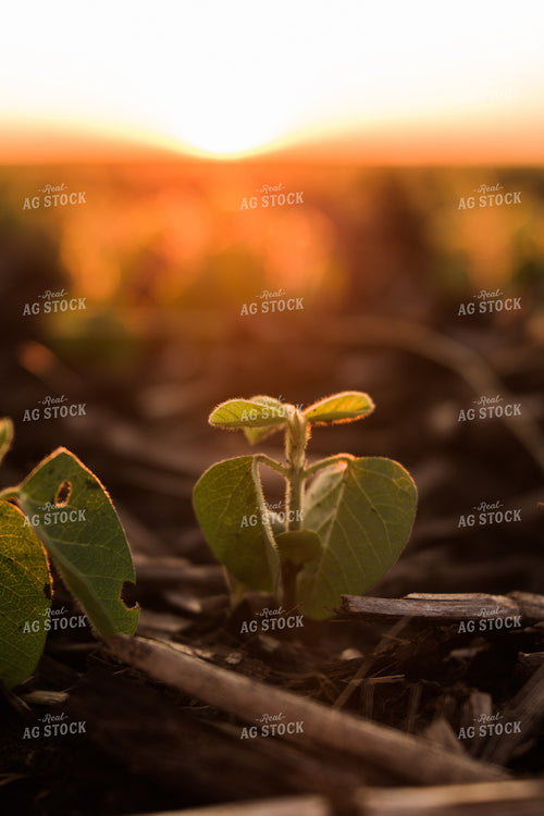 Up Close Soybean Plant 7257