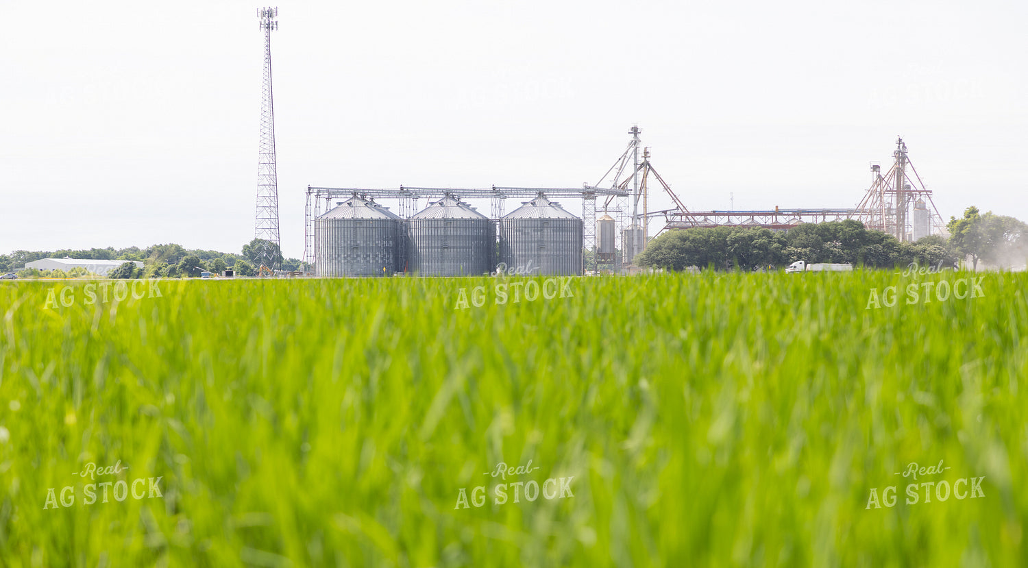 Grain Elevator Over Rice Field 79820