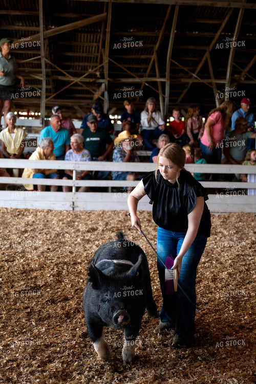 Showing Pigs 115778