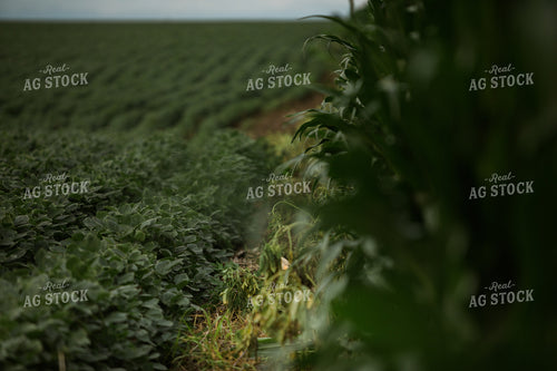 Green Corn and Soybean Field Border 6296